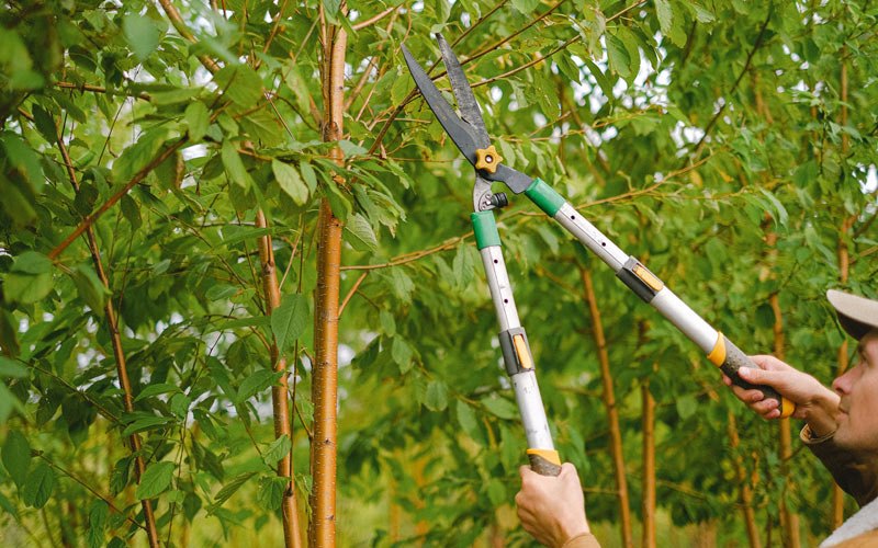 Tree trimming in Fairfax, SD
