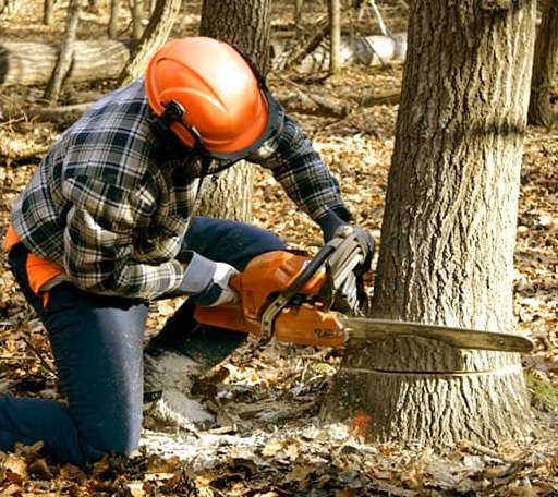 Tree Removal in Fairfax, SD